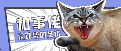 娱乐八卦猫猫吃瓜,娱乐圈最新八卦大揭秘